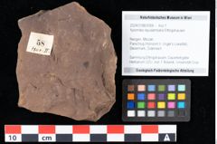 Foto (Objekt + Etikett) von Xylomites liquidambaris Ettingshausen (NHMW-GEO-2024-0188-0058)